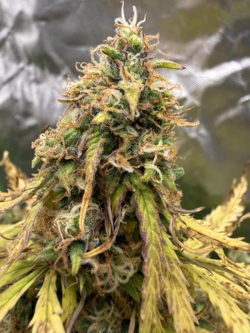First grow. Week 7 - Gelato auto 