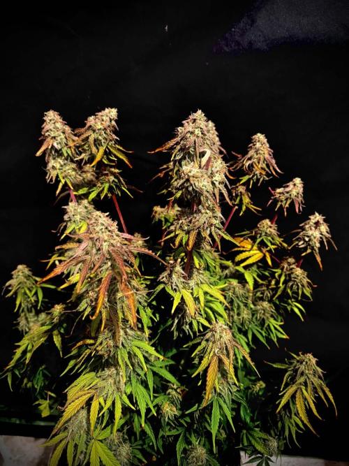 First grow. Week 8
