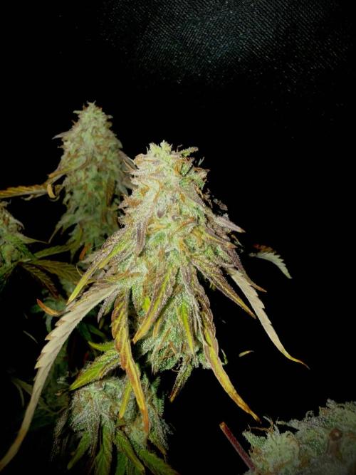 First grow. Week 8