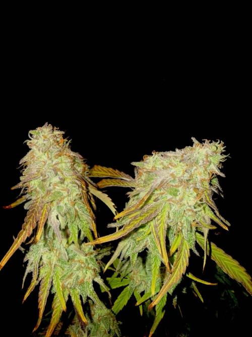 First grow. Week 8
