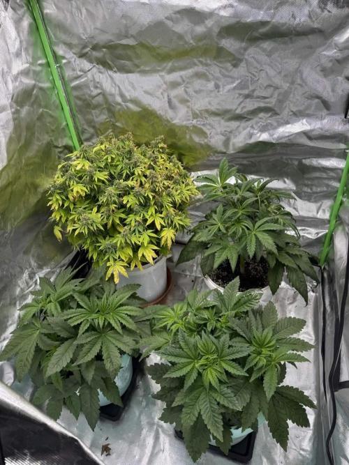 Second round. Week 5 - all