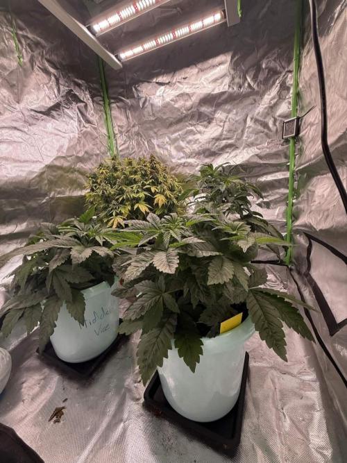 Second round. Week 5 - all 