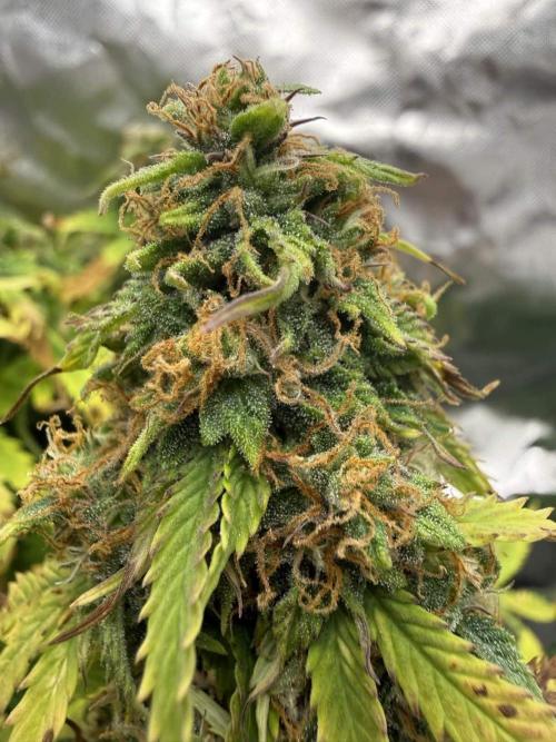 First grow. Week 8 - gelato 