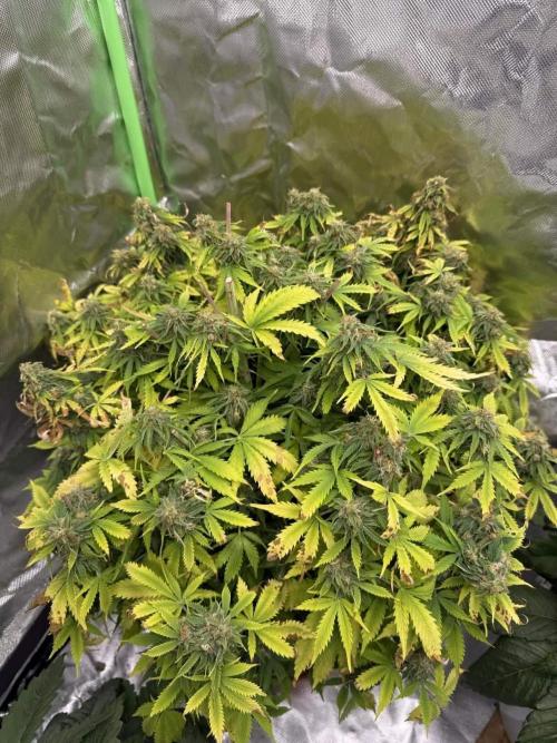 First grow. Week 8
