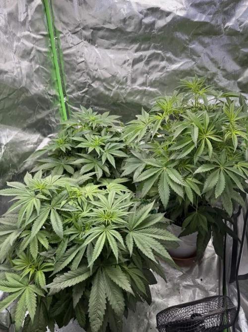 Second round. Week 7