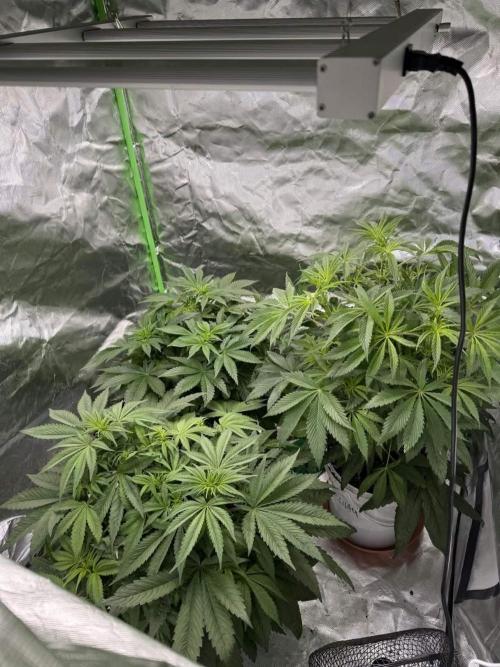 Second round. Week 7