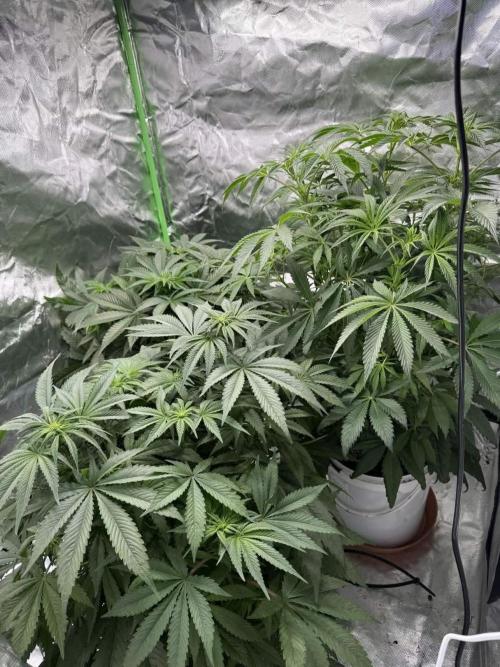 Second round. Week 8 - all