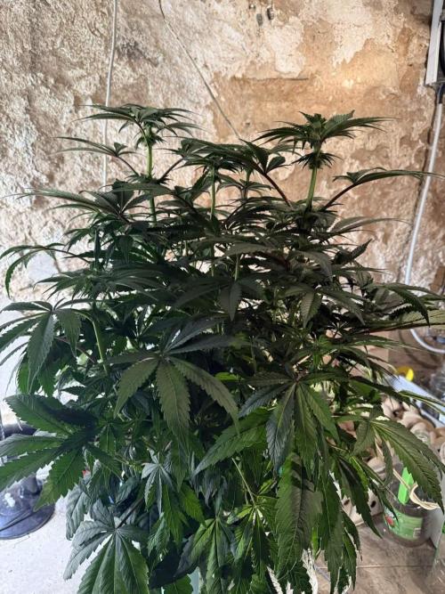 Second round. Week 9