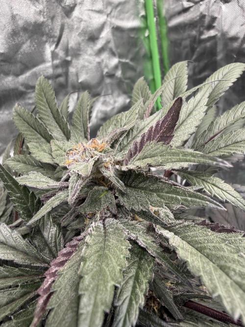 Second round. Week 12