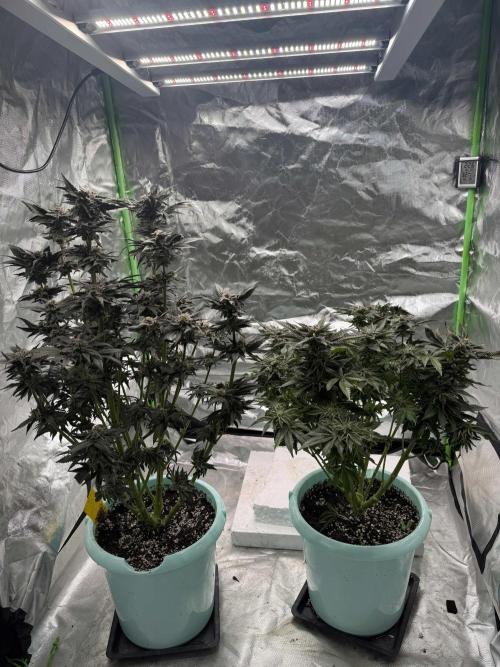 Second round. Week 13