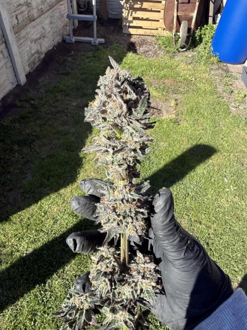 Second round. Week 13