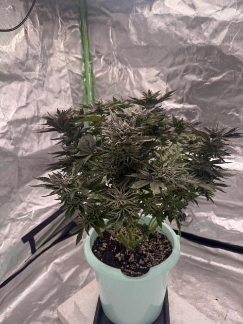 Second round. Week 14