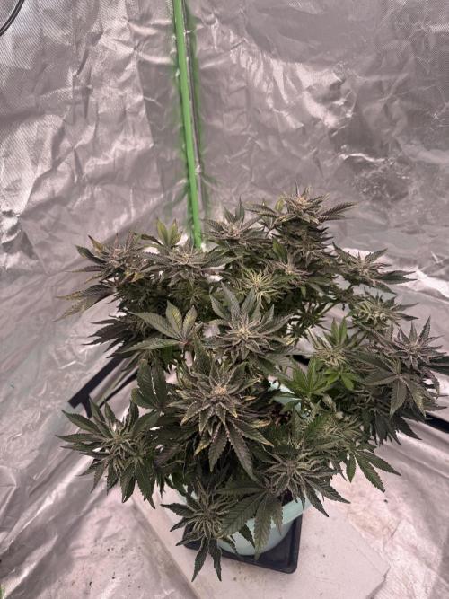 Second round. Week 14