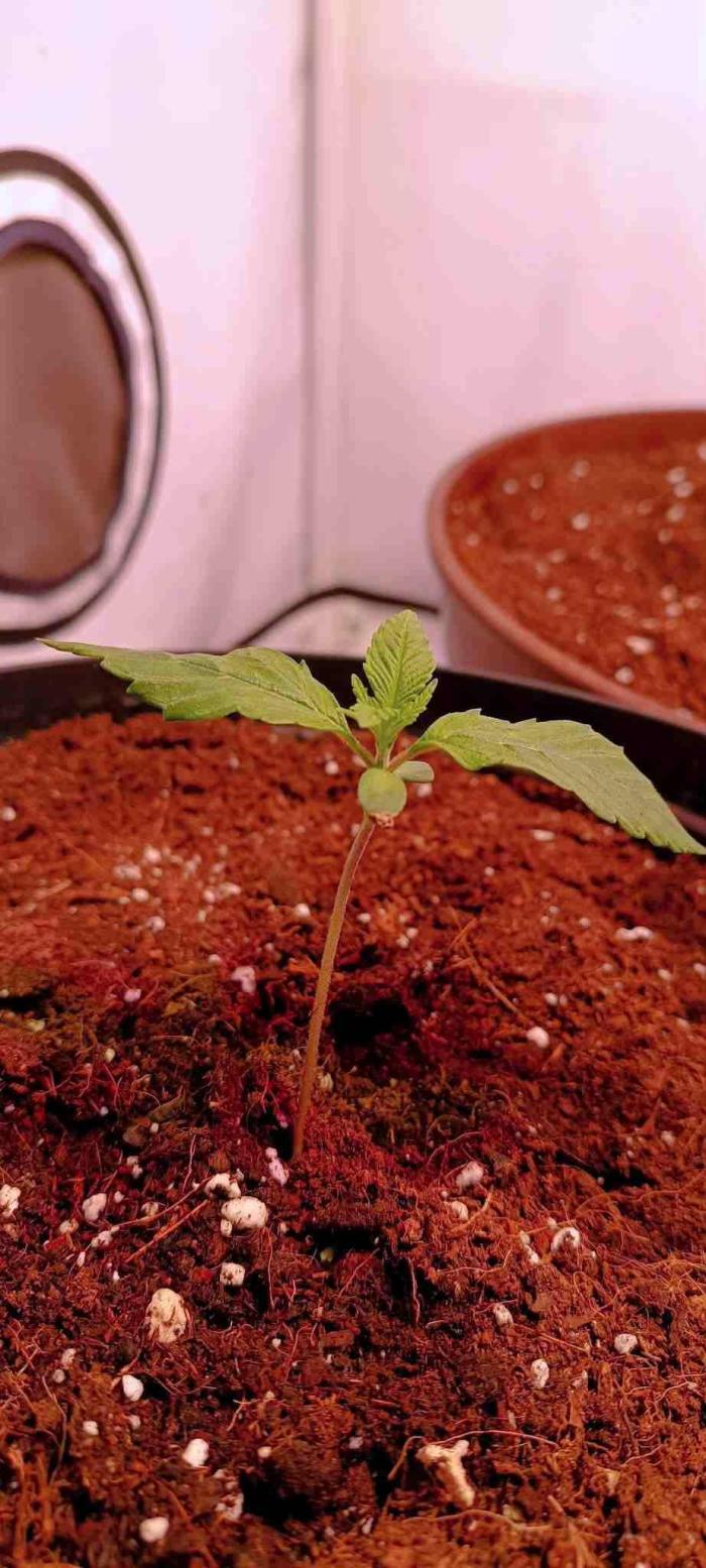 Blue Zushi legal grow. Week 0