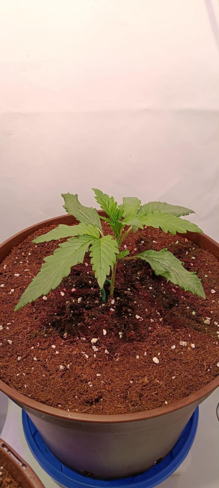 Blue Zushi legal grow. Week 2