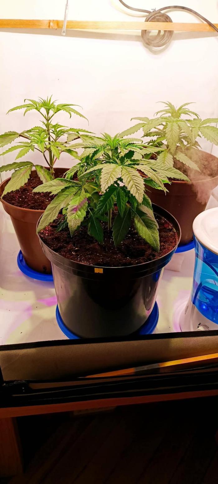 Blue Zushi legal grow. Week 3