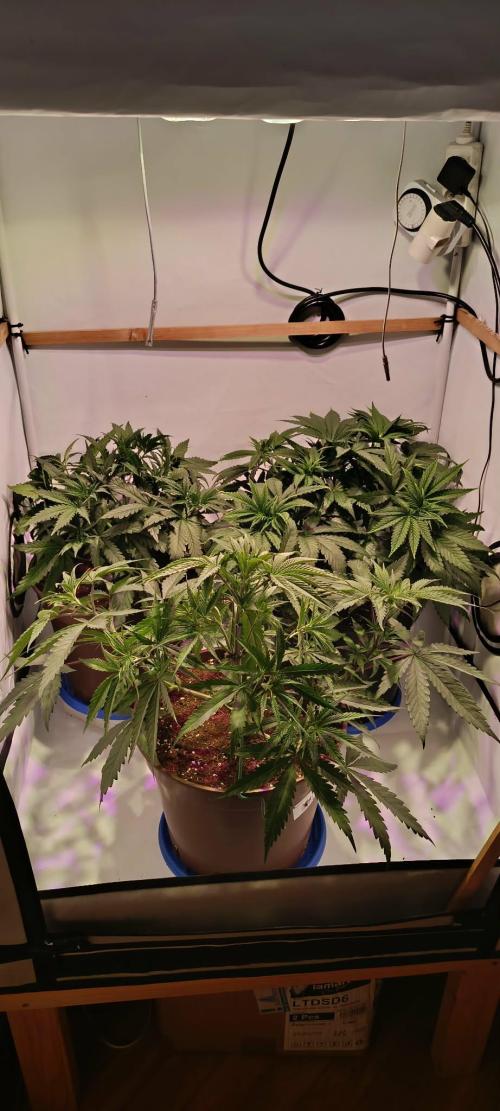 Blue Zushi legal grow. Week 5