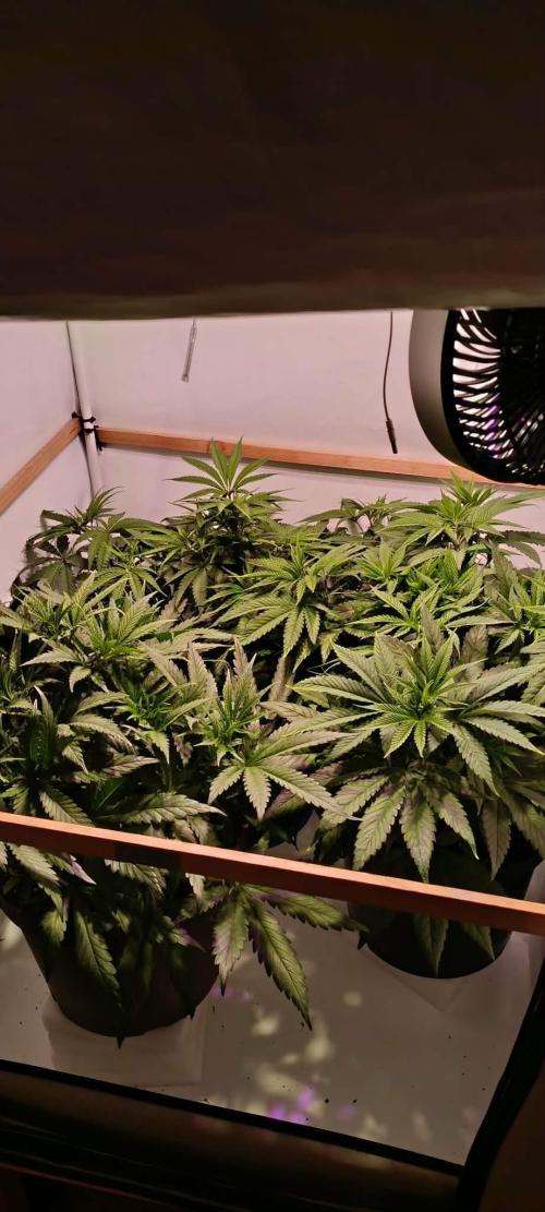 Blue Zushi legal grow. Week 6