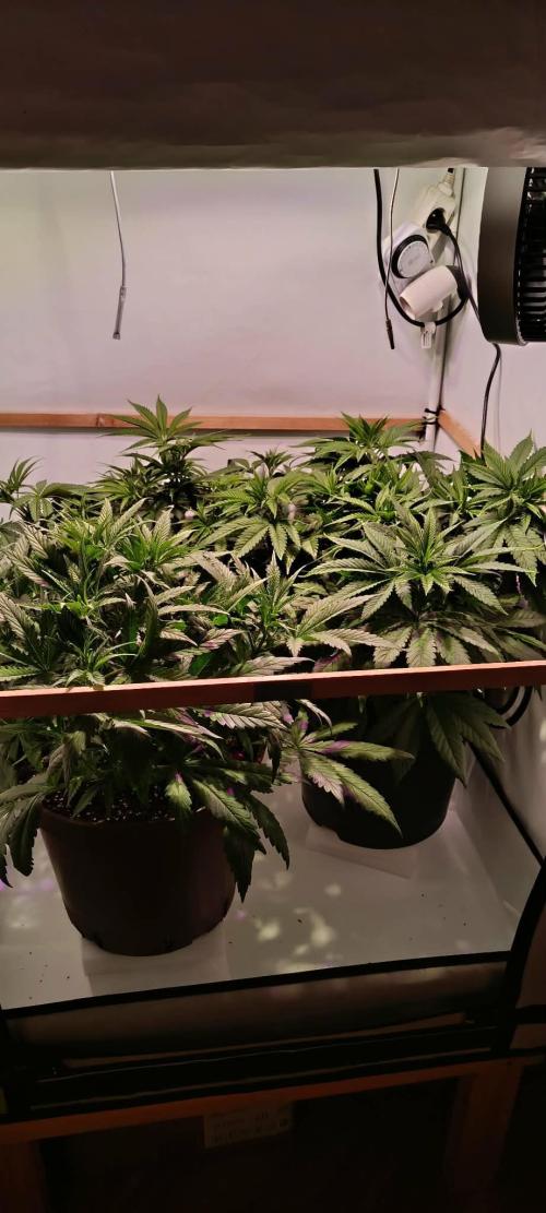 Blue Zushi legal grow. Week 6