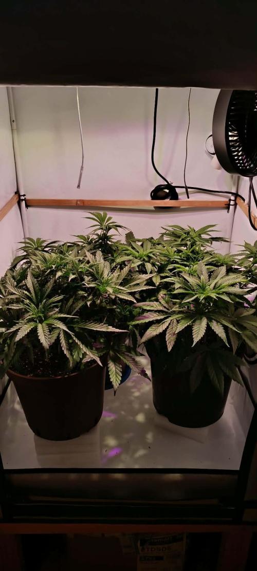 Blue Zushi legal grow. Week 6