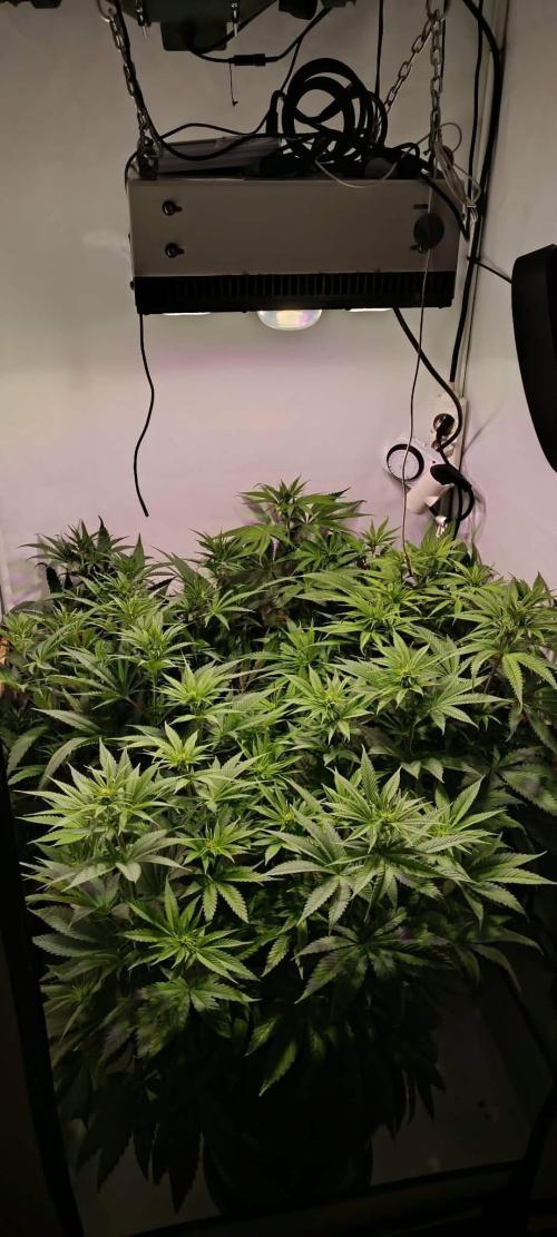 Blue Zushi legal grow. Week 7