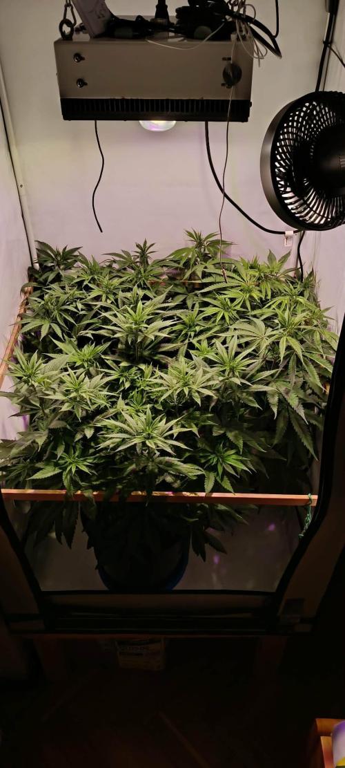 Blue Zushi legal grow. Week 7