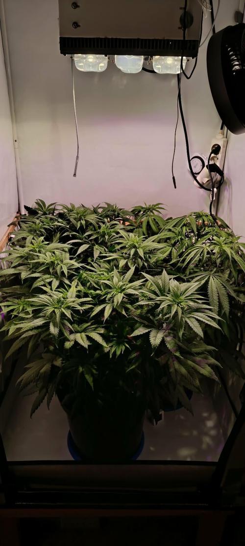 Blue Zushi legal grow. Week 7