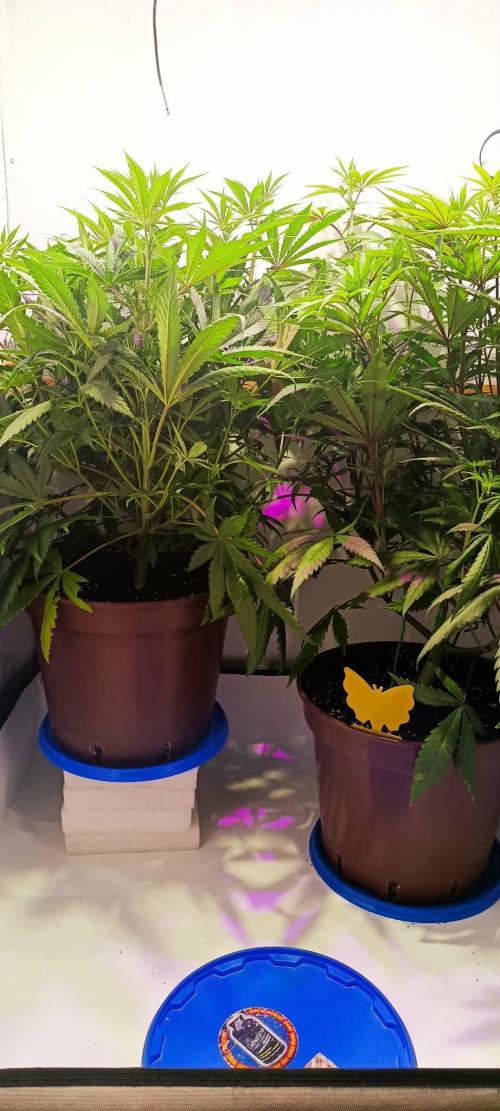 Blue Zushi legal grow. Week 7