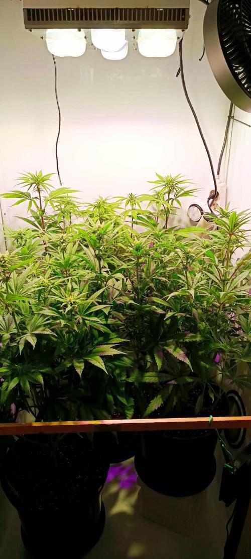 Blue Zushi legal grow. Week 8