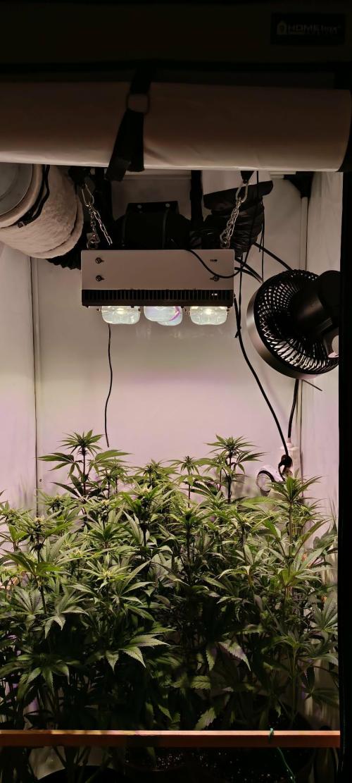 Blue Zushi legal grow. Week 8
