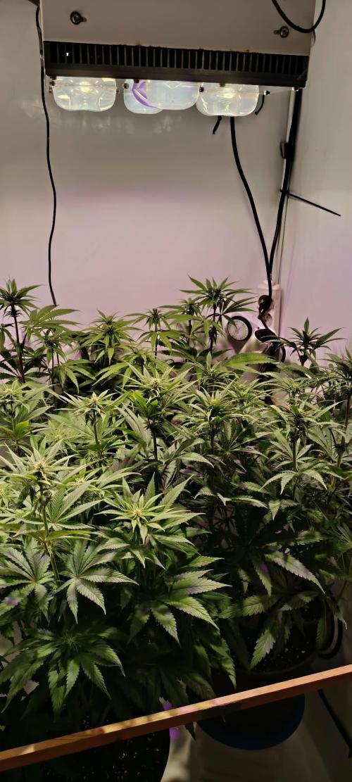 Blue Zushi legal grow. Week 8