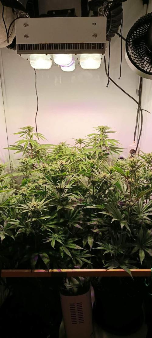 Blue Zushi legal grow. Week 9