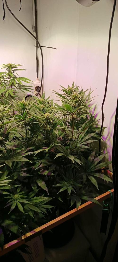 Blue Zushi legal grow. Week 9