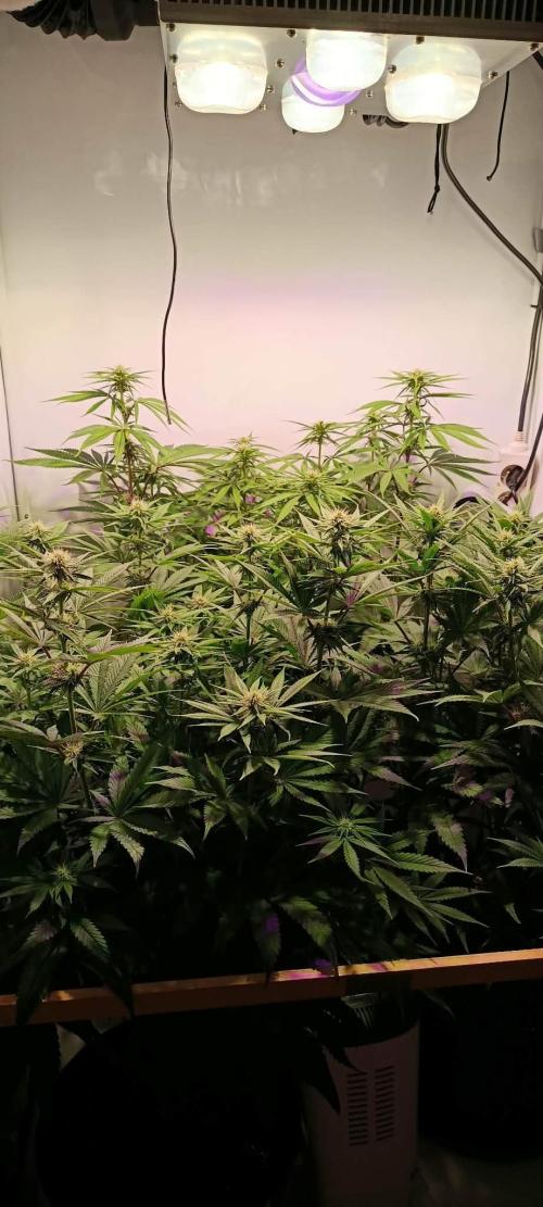 Blue Zushi legal grow. Week 9