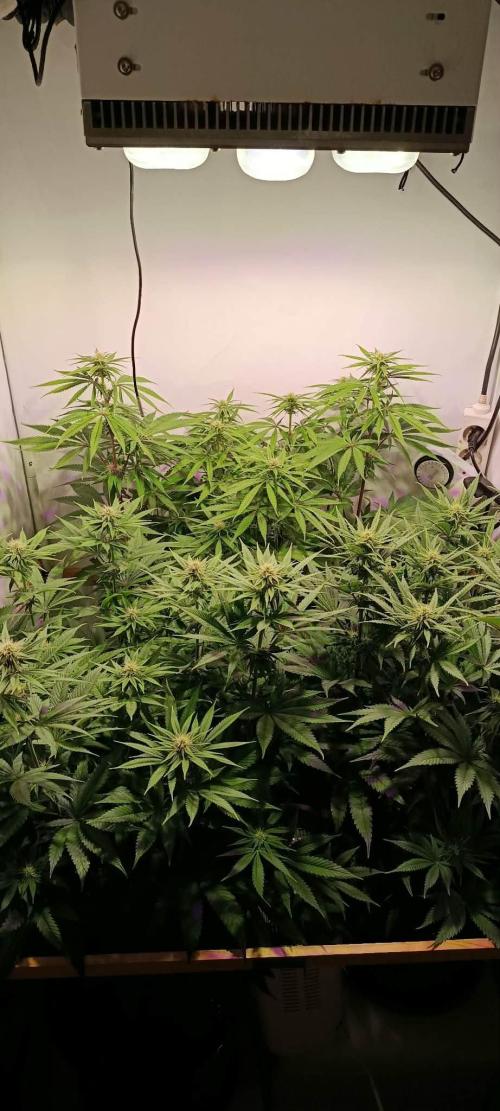 Blue Zushi legal grow. Week 9