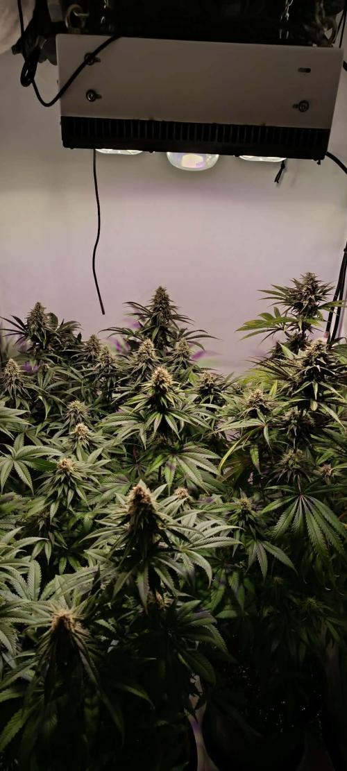 Blue Zushi legal grow. Week 10