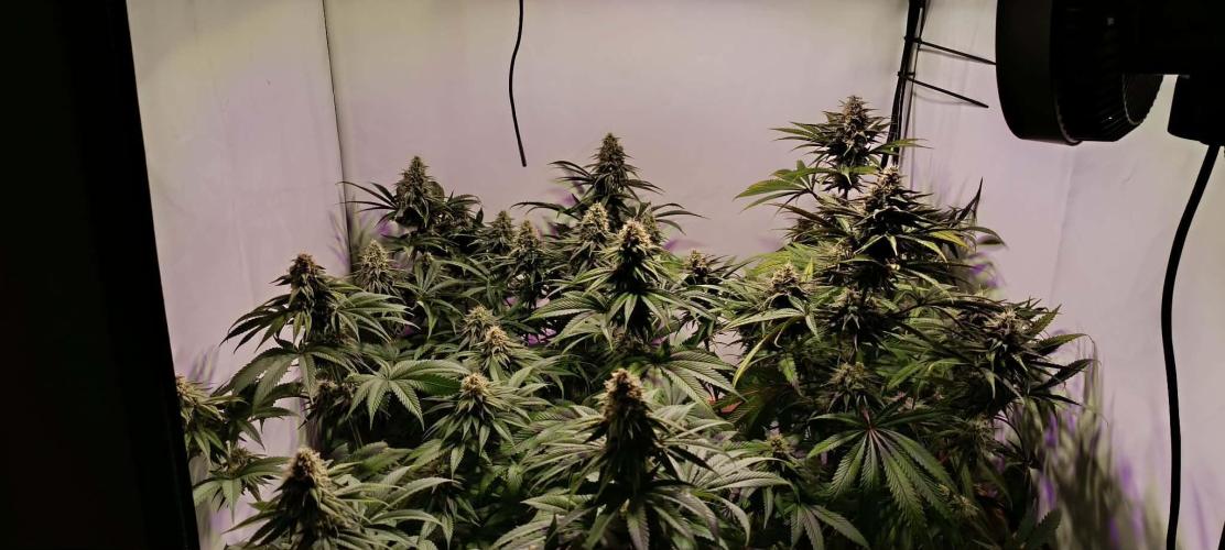 Blue Zushi legal grow. Week 10