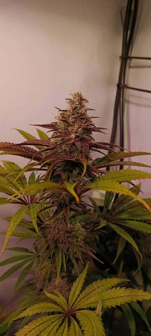 Blue Zushi legal grow. Week 11