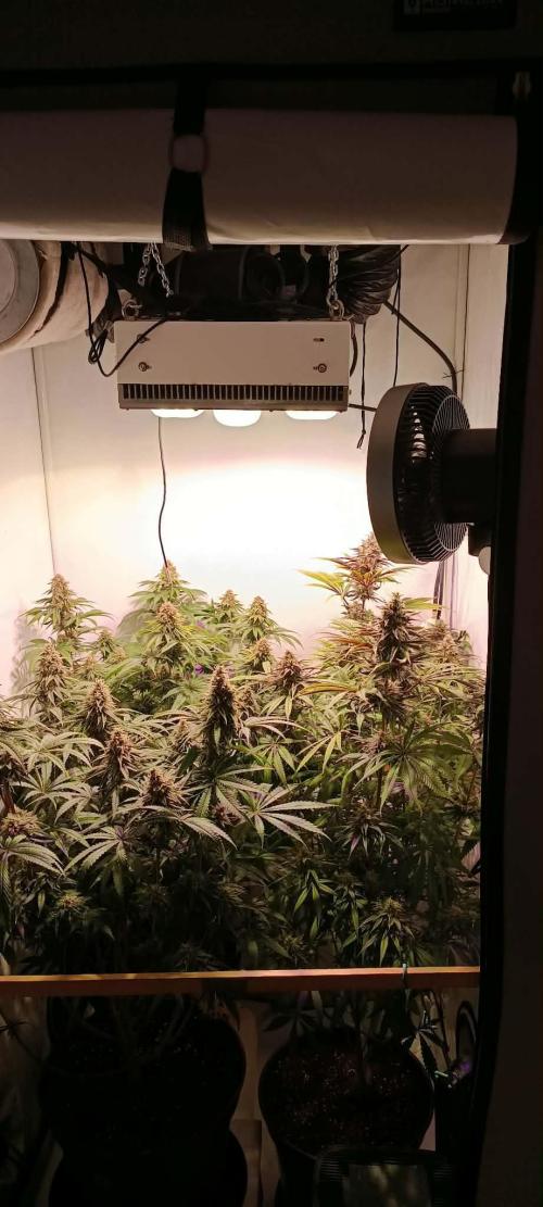Blue Zushi legal grow. Week 11