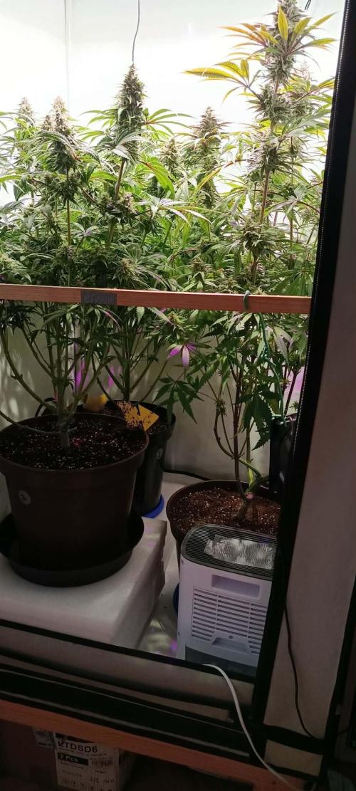 Blue Zushi legal grow. Week 11