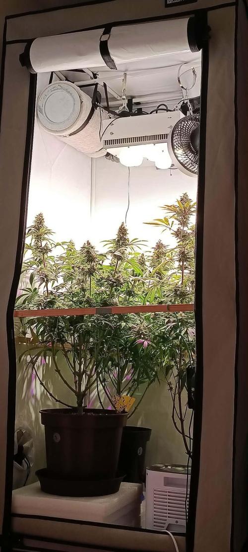 Blue Zushi legal grow. Week 12