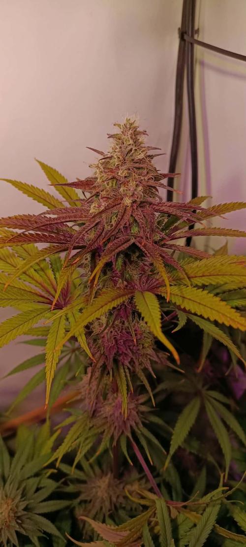 Blue Zushi legal grow. Week 12