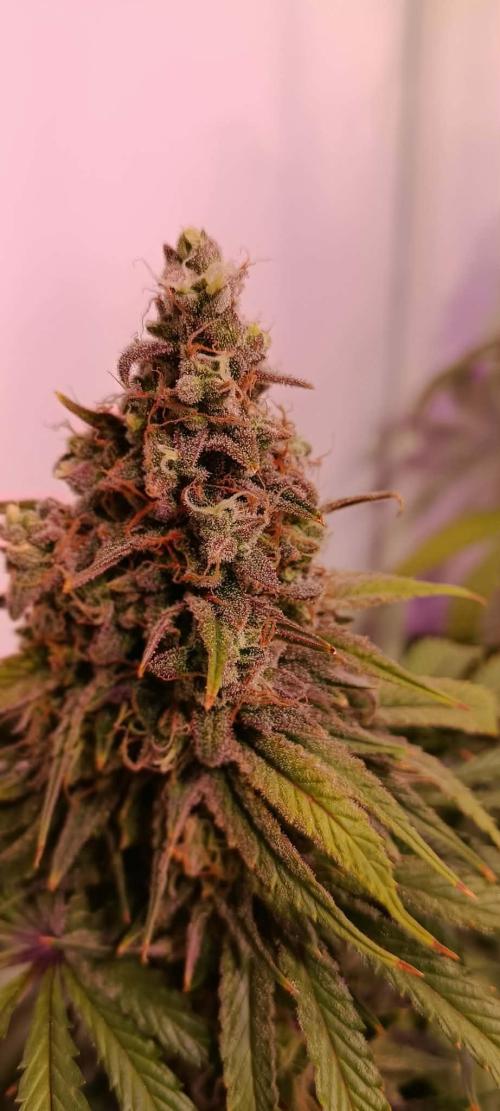 Blue Zushi legal grow. Week 13
