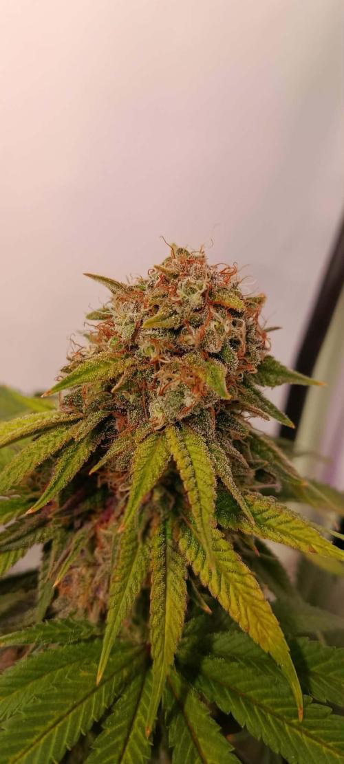 Blue Zushi legal grow. Week 13