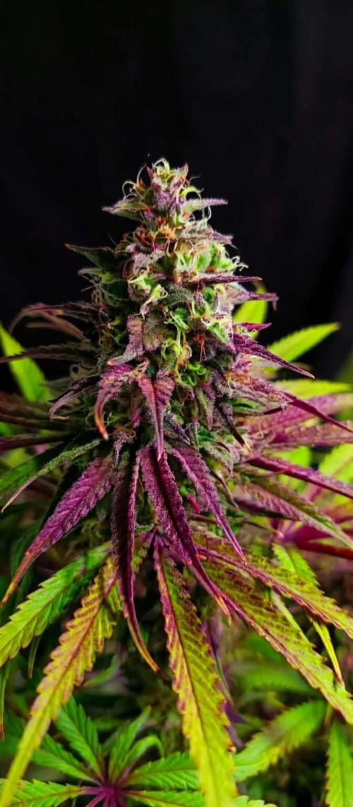 Blue Zushi legal grow. Week 13