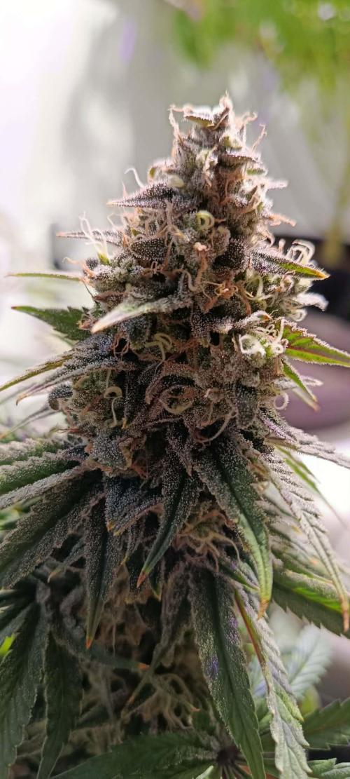 Blue Zushi legal grow. Week 13
