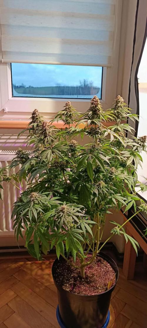 Blue Zushi legal grow. Week 13