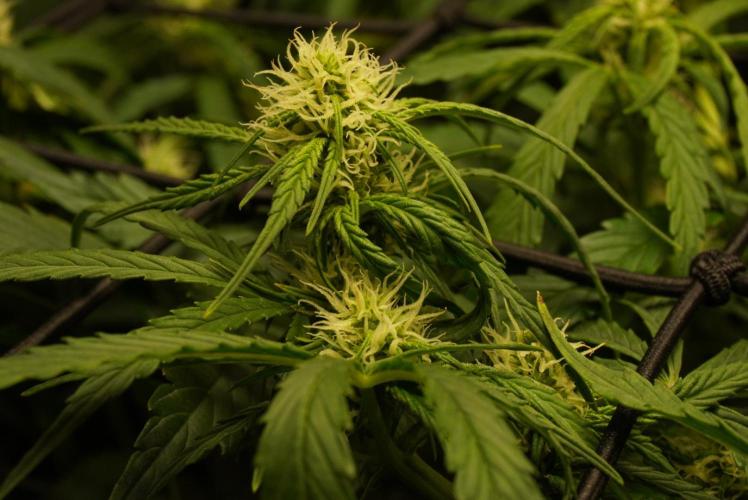 1st autoflower grow ever. Week 4