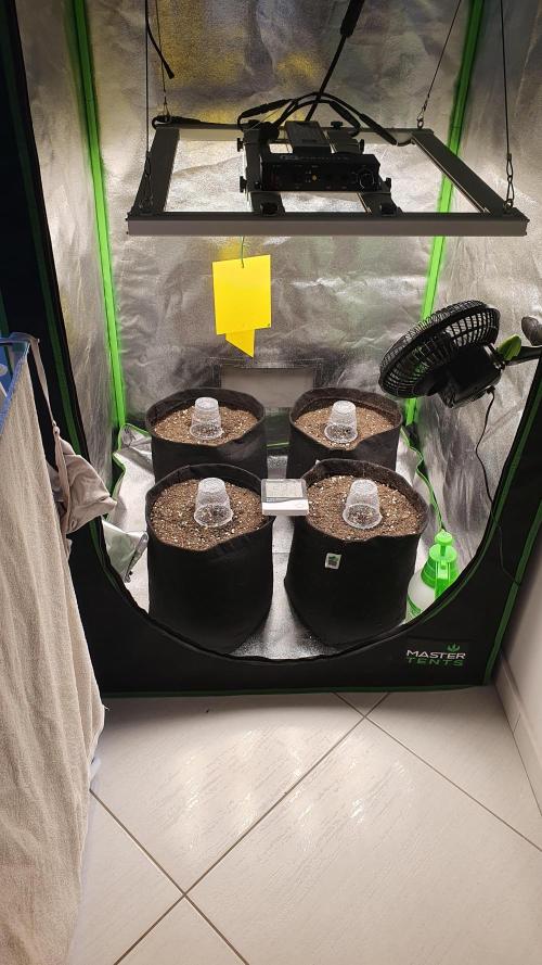 GROWER 93 BR. Week 0