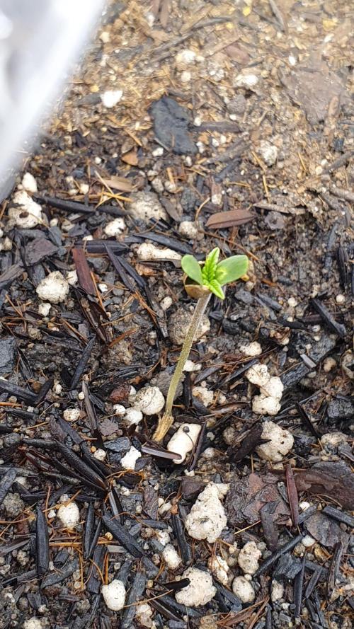 GROWER 93 BR. Week 0